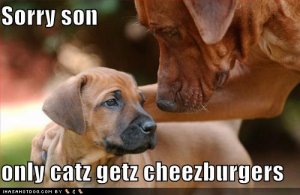 loldogsonlycatzgetcheezburgers.jpg
