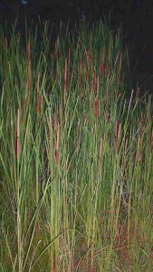 Typha_domingensis.jpg