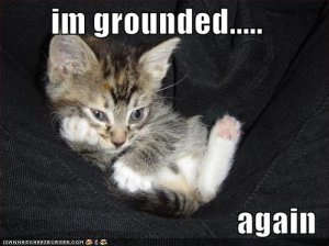lolcatsgrounded.jpg
