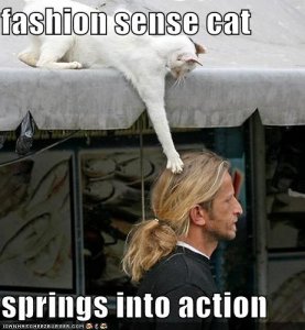 lolcatsfashionsensecat.jpg
