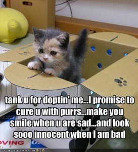 lolcatsthankyoufordoptinme.jpg