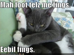 lolcatseebilfings.jpg