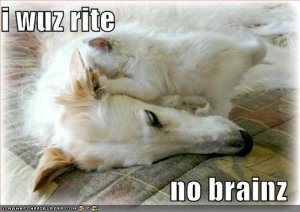 lolcatsnobrainz.jpg