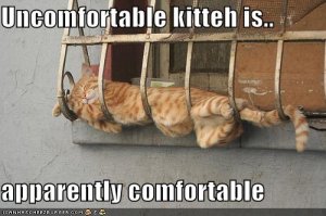 lolcatsapparentlycomfortable.jpg