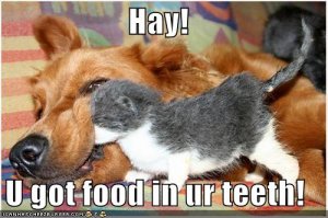 lolcatsfoodinteeth.jpg