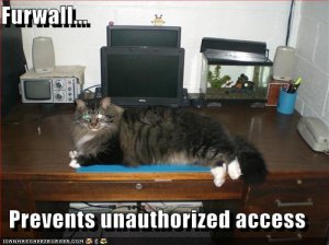 lolcatsfurwall.jpg