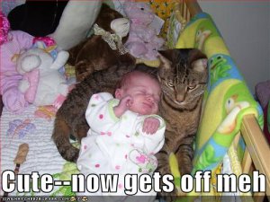 lolcatsgetsoffmeh.jpg