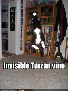 lolcatsinvisibletarzanvine.jpg