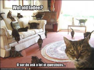 lolcatslotofquestions.jpg