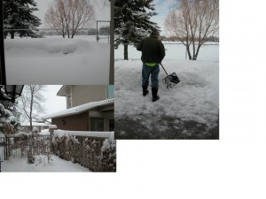 Mr Gailey in snow today.jpg