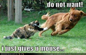 loldogsdonotwant.jpg