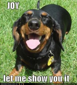 loldogsjoy.jpg