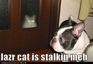 loldogslazrcat.jpg