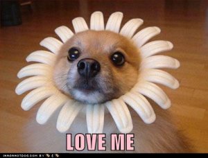 loldogsloveme.jpg