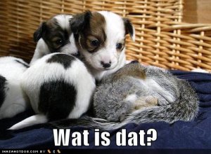 loldogswatisdat.jpg