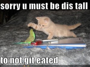 lolcatssorryumustbedistall.jpg