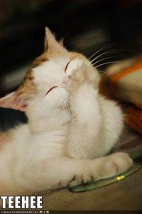 lolcatsteehee.jpg