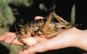 giant_weta.jpg