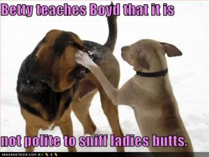 loldogsnotpolitetosniffladiesbutts.jpg