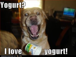 loldogsyogurt.jpg
