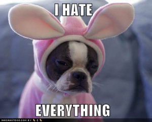 dogbunnyihateeverything.jpg