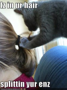 lolcatsizinurhairsplittinyurenz.jpg