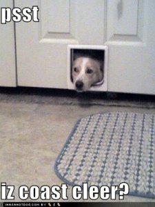 loldogspsstizcoastcleer.jpg