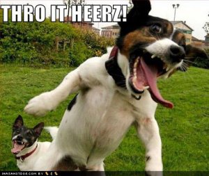 loldogsthroitheerz.jpg