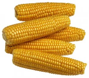 corn4u.jpg