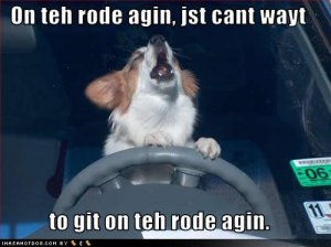 loldogsontehrodeagin.jpg