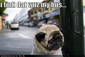 loldogsifinkdatwuzmybus.jpg