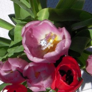kh-flowersetfire-2009.jpg