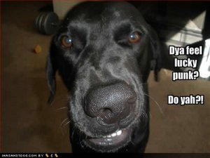 loldogsfeellucky.jpg