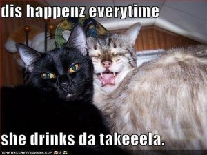lolcatstakeela.jpg