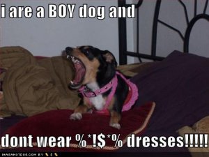loldogsiareaboydoganddontweardresses.jpg