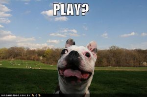 loldogsplaycrazyface.jpg