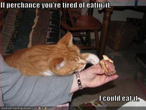 lolcatsifperchance.jpg
