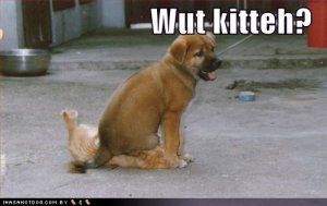 loldogswutkitteh.jpg