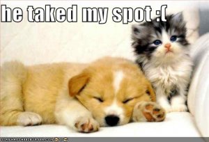 lolcatshetakedmyspot.jpg