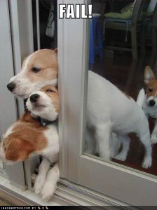 loldogspuppiesoutdoorfail.jpg