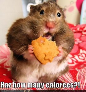 lolcatshazhowmanycalorees.jpg