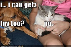 lolcatsiicangetzluvtoono.jpg
