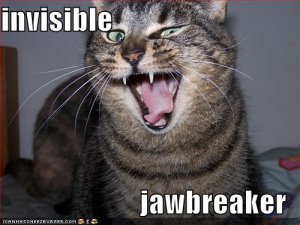 lolcatsinvisiblejawbreaker.jpg