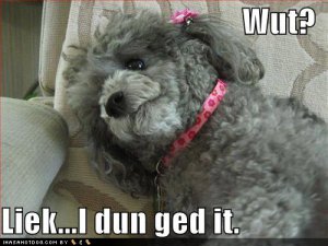 loldogswutlikeidungedit.jpg
