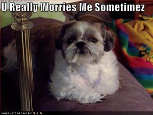 loldogsureallyworriesmesometimez.jpg