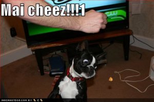 loldogsmaicheez.jpg