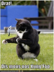 lolcatsdismousnoskungfoo.jpg