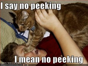 lolcatsisaynopeeking.jpg