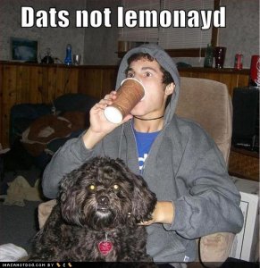 loldogsdatsnotlemonayd.jpg