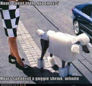 loldogscubicpoodle.jpg
